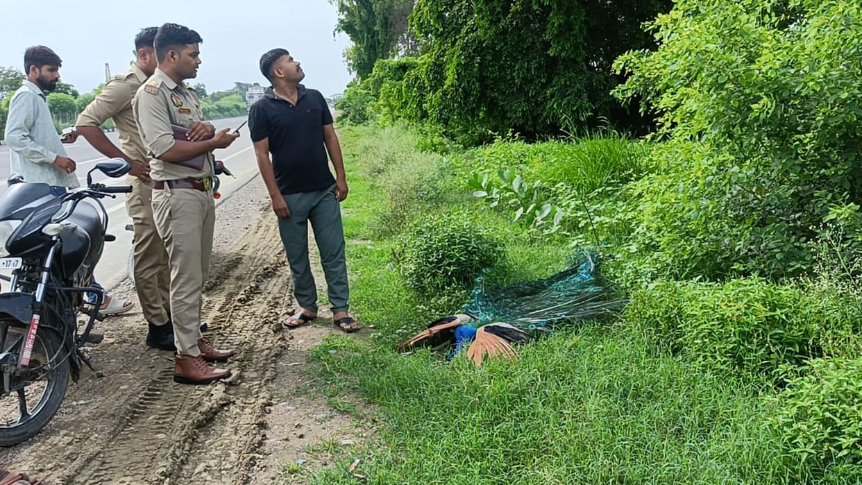 Kanpur peacock dies after being hit by an unknown vehicle forest department sent body for postmortem