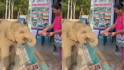 नन्हे हाथी का क्यूट वीडियो हुआ वायरल