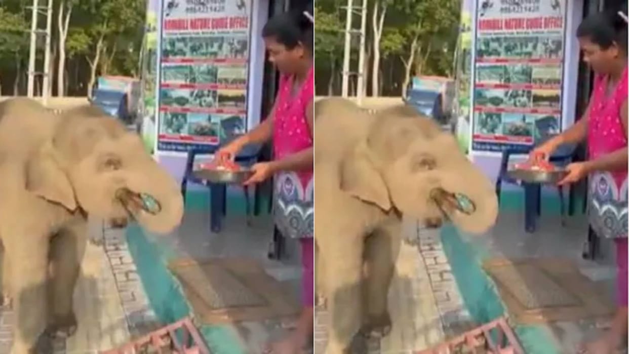 When the baby elephant got hungry started asking for watermelon from the woman Video goes viral