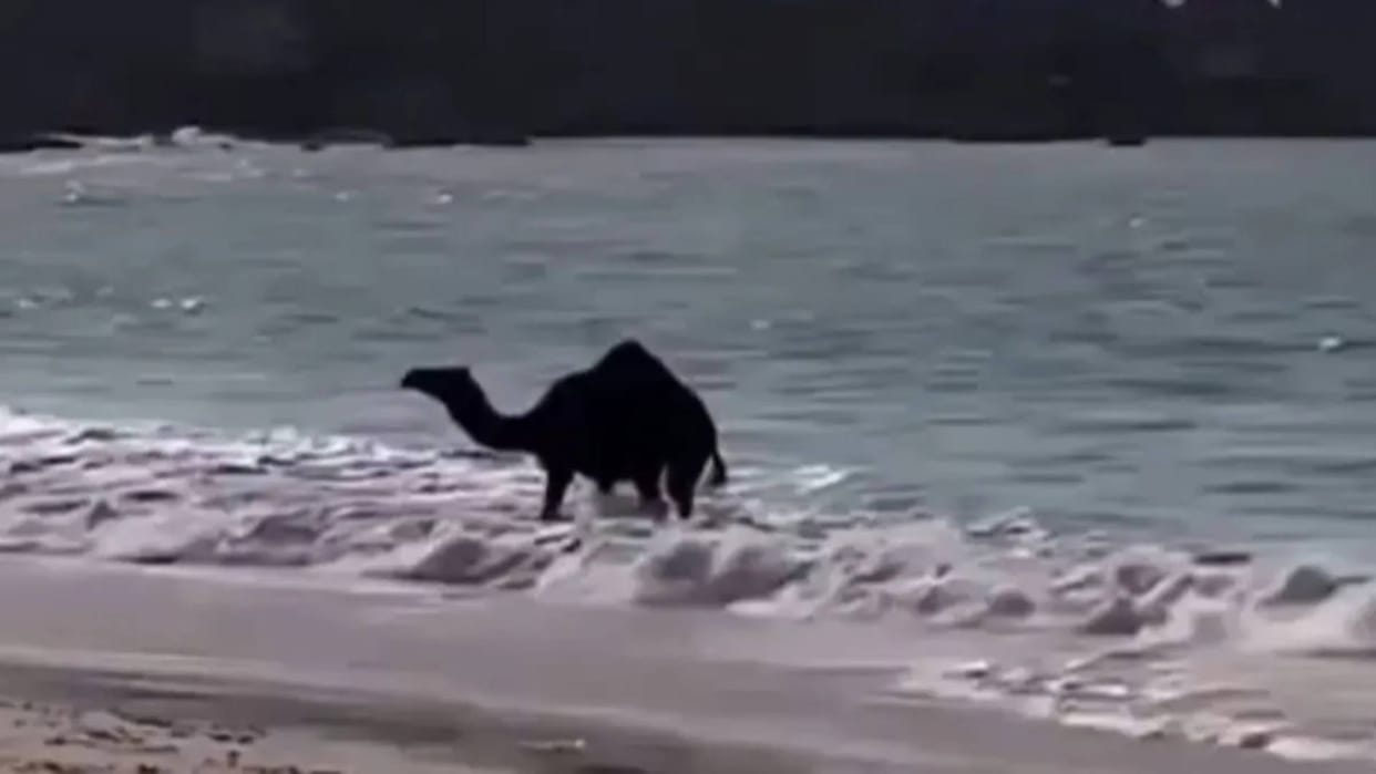When the camel saw the sea for the first time he started jumping with joy Video goes Viral on Internet