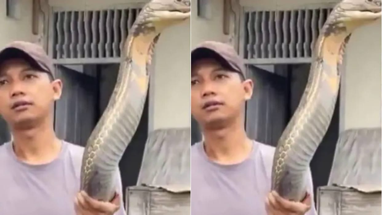 A man caught an 18 feet long king cobra with his hands without any fear Video goes Viral on Internet