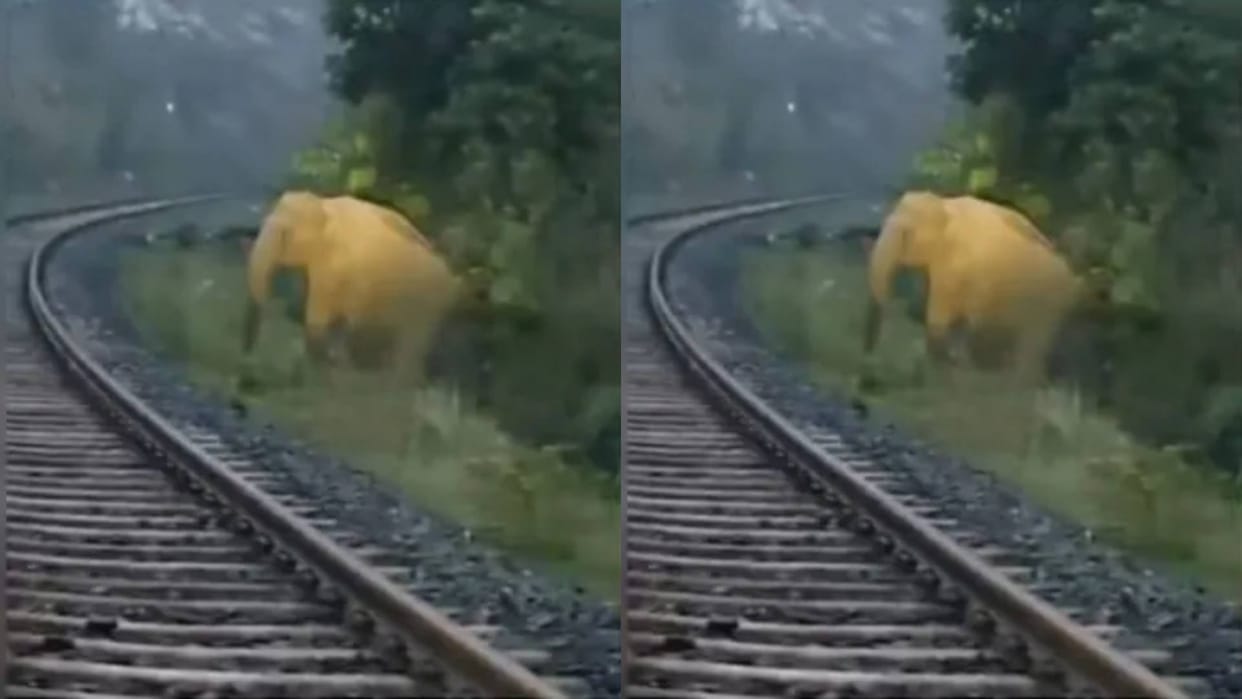 Elephant gives birth to a baby near railway track loco pilot immediately stops the train Video goes Viral