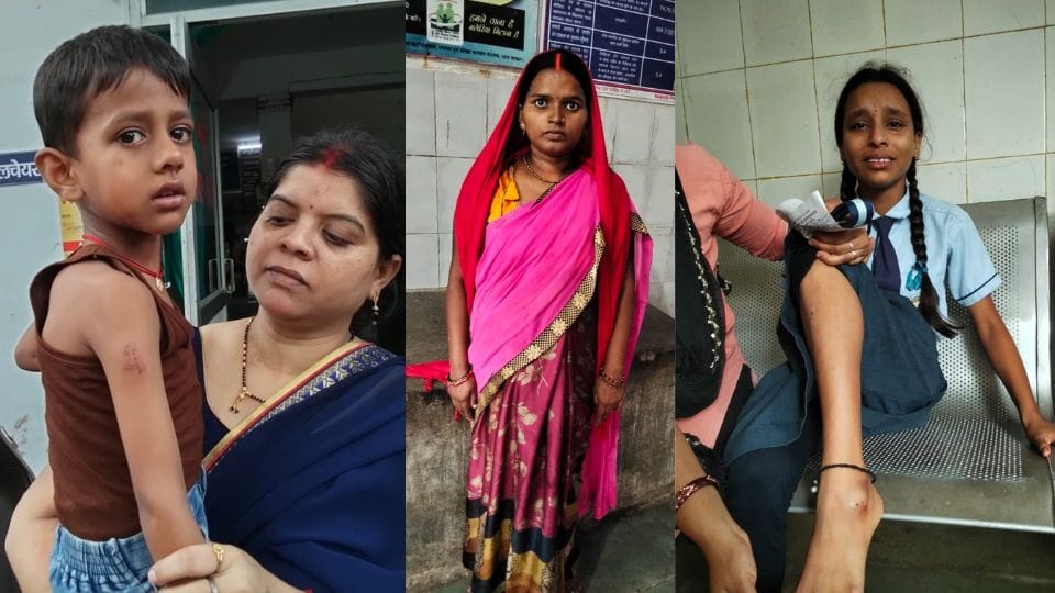 Dogs bite pregnant woman and school going children in Ramanujganj