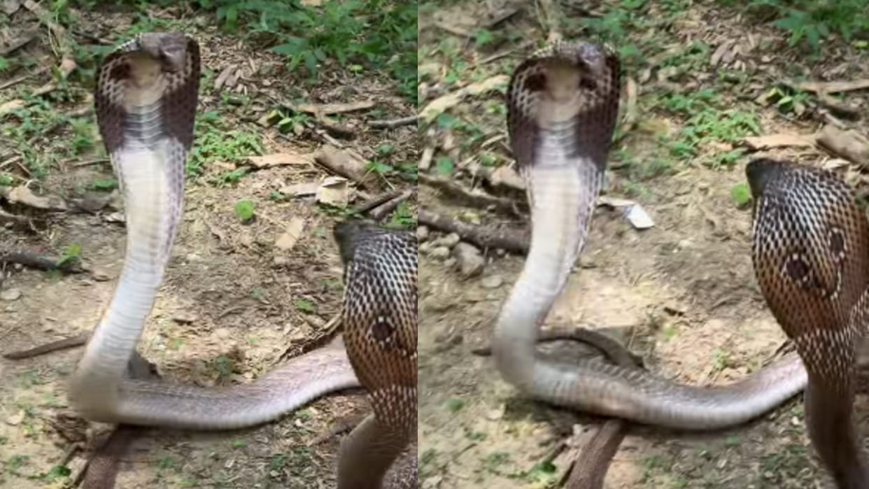Naag Naagin Fight Video naag nagin ki ladai ka video Snake Fight Video