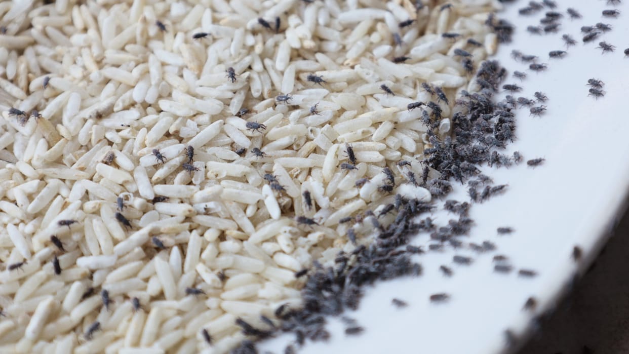 Monsoon Kitchen Tips How to Protect Grains from Insects and Weevils During Rainy Season