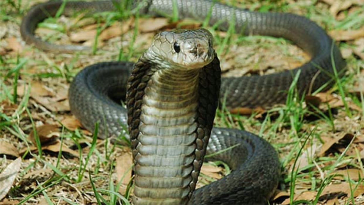 Hamirpur A ten-year-old grandson sleeping next to his grandmother was bitten by a snake and died