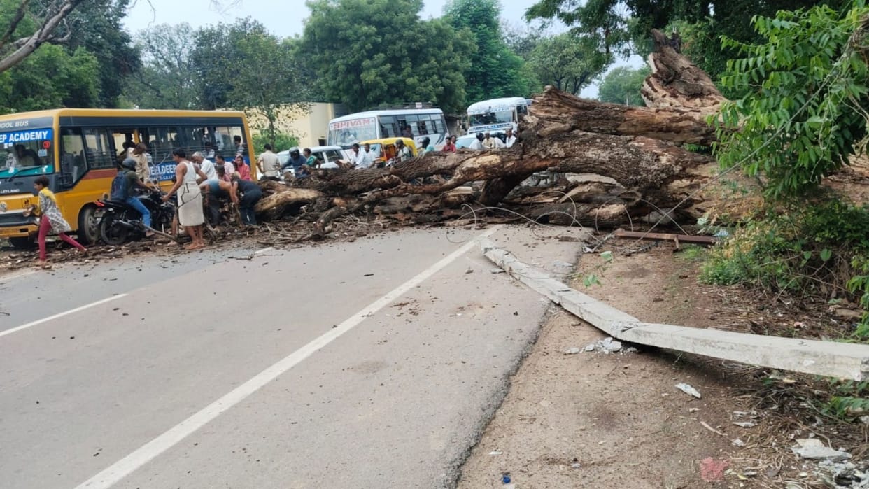 Jaunpur News of 100 year old mango tree fell on Jaunpur Raebareli road