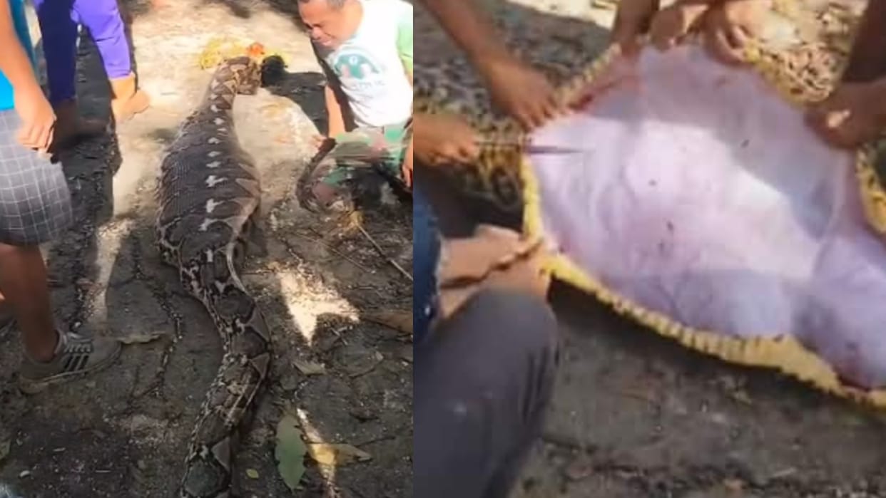 allegedly python swallowed young man after which the father started crying loudly video goes viral