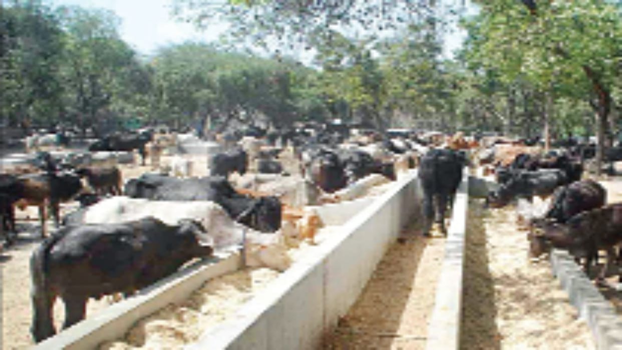 Western UP Leads in Milk Production Bundelkhand Lags Behind Bulandshahr Largest Milk-Producing District in up