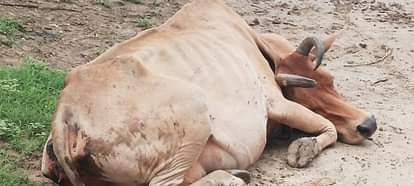 घायल गाय