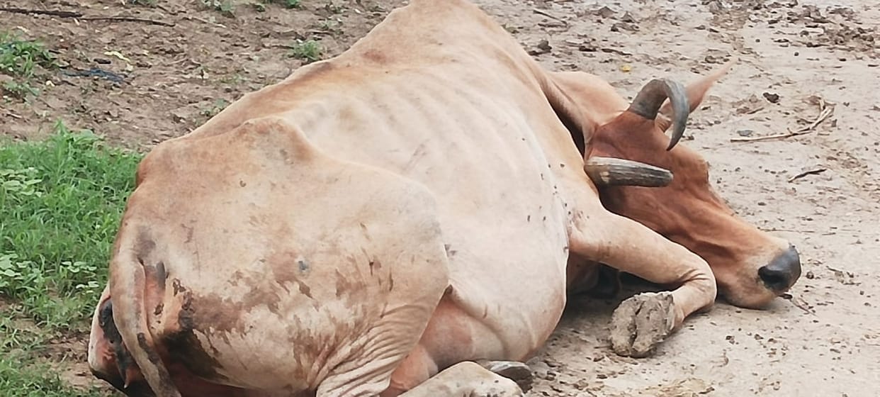 pain of cow:  many schemes yet their plight is such that you will cry after seeing it