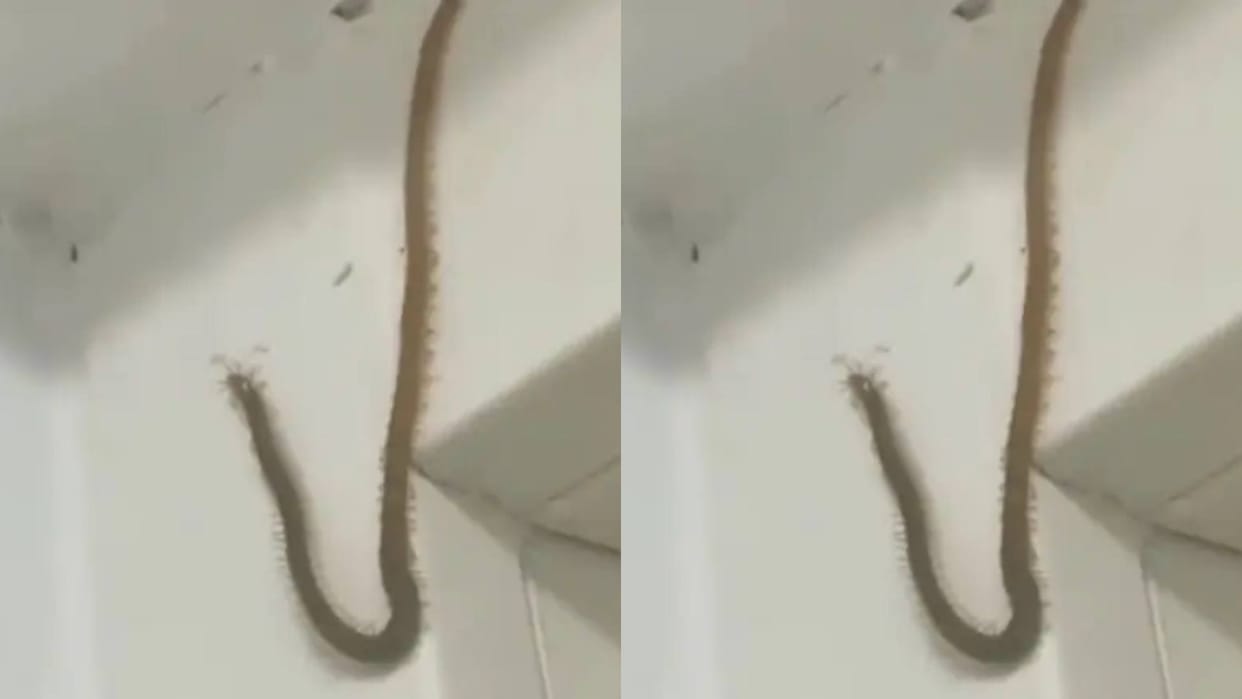 Viral Video A Centipede Kankhajura with thousands of legs was seen family members mistook it for a snake