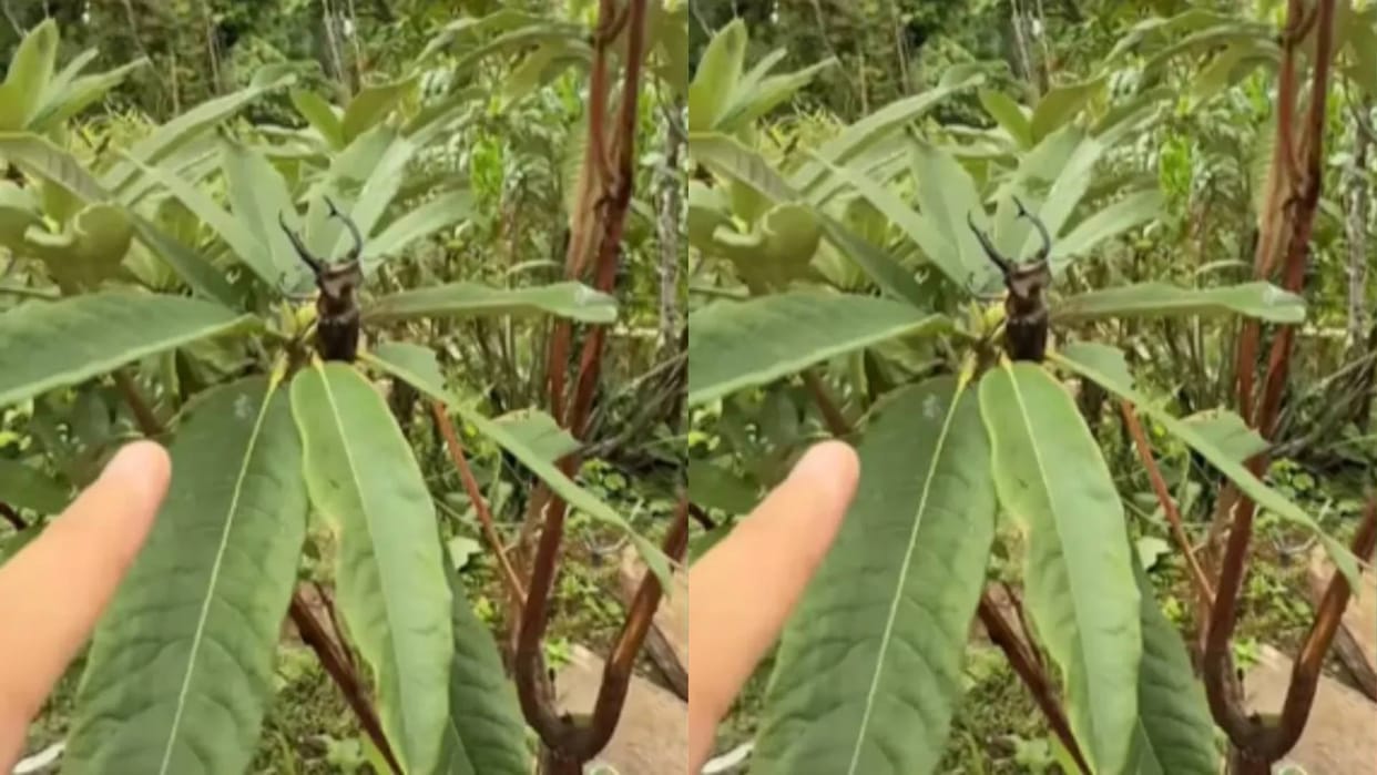 You can buy two Fortuner cars by selling this insect a boy travelling in Sikkim got this expensive beetle