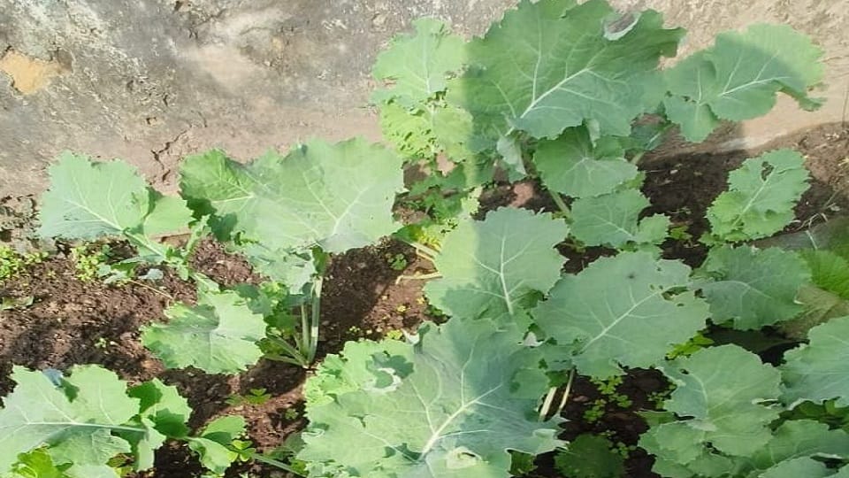 Production of vegetable kale has started in bageshwar