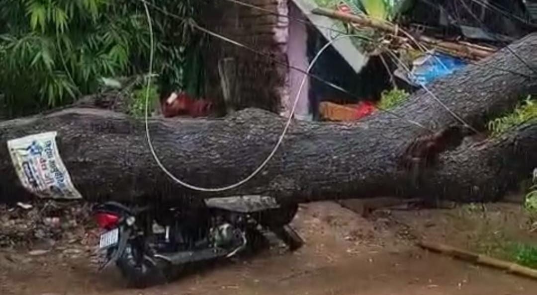 Kanpur A giant neem tree fell down due to rain bike got damaged traffic was disrupted hut also got broken