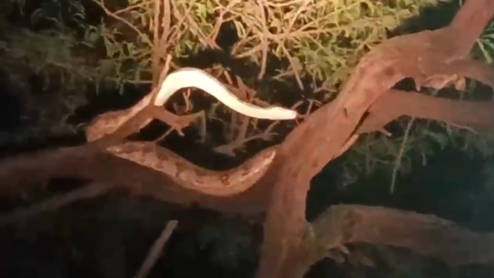 7 feet long python climbed tree in Chandigarh 45 minutes to rescue see video