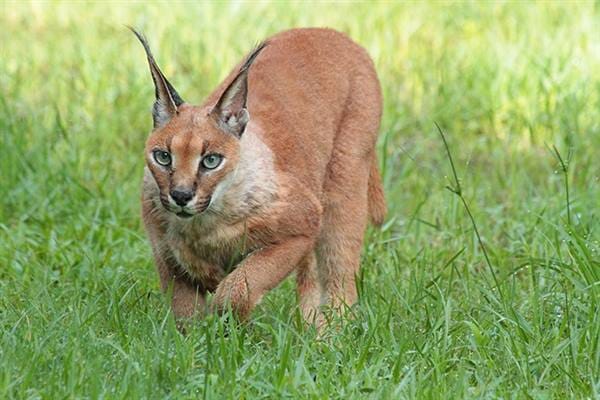 MP News: Rare 'Syahgosh' seen in Gandhi Sagar Sanctuary, it is a shy nocturnal carnivorous animal.