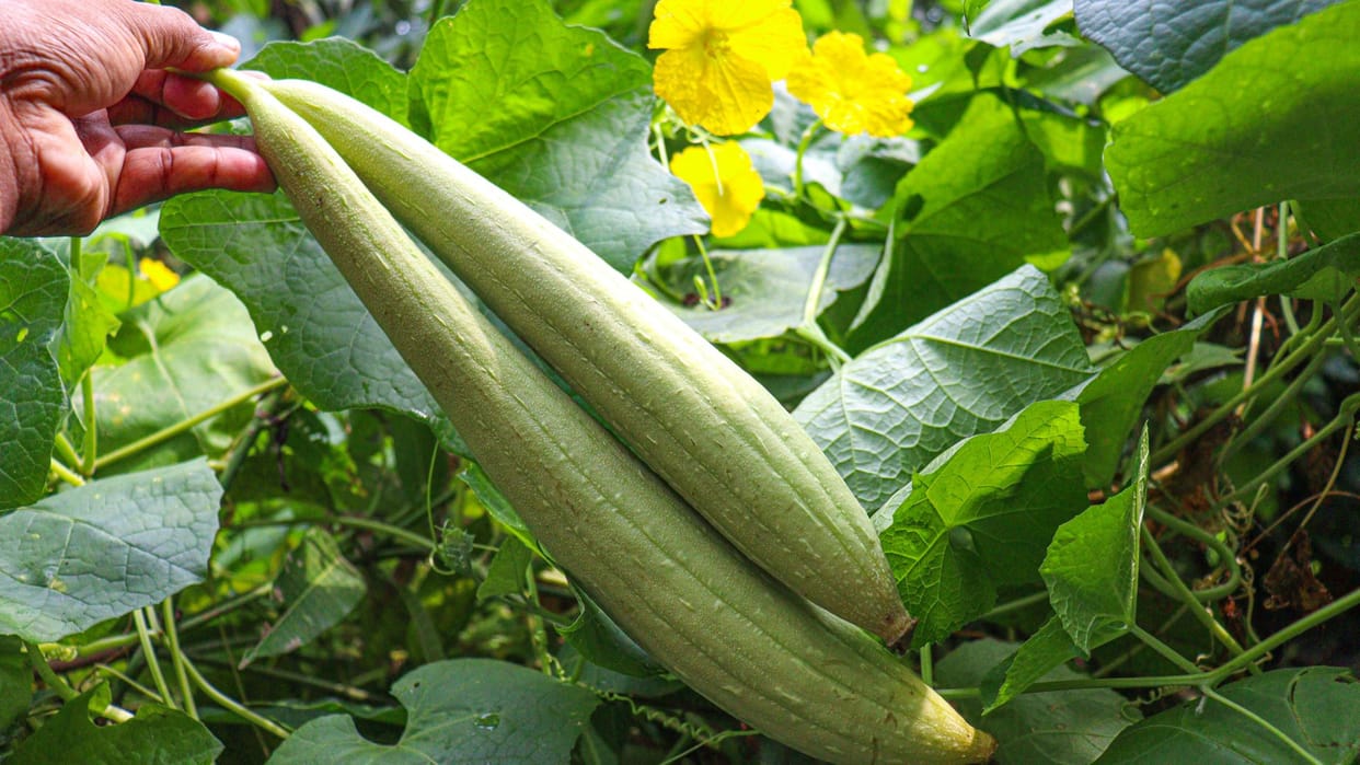 amazing benefits of sponge gourd nanua turai Khane ke fayde in hindi