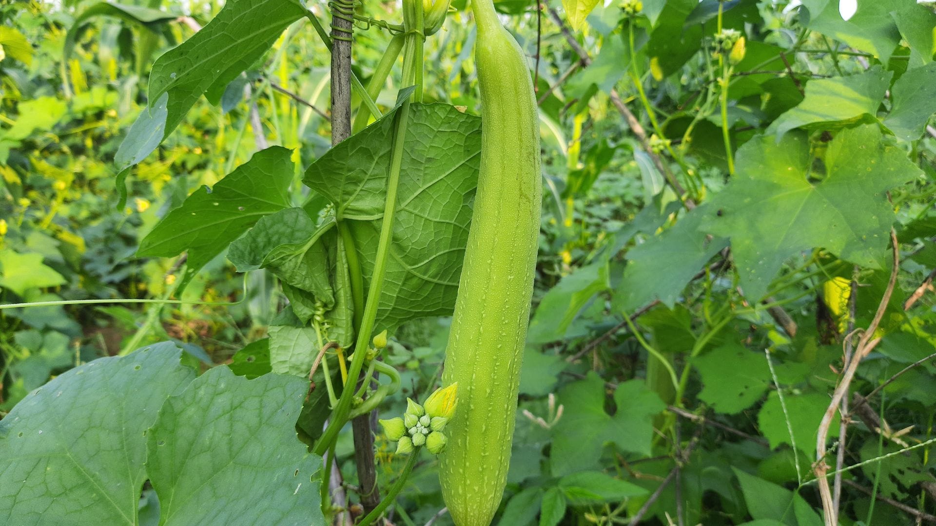 amazing benefits of sponge gourd nanua turai Khane ke fayde in hindi