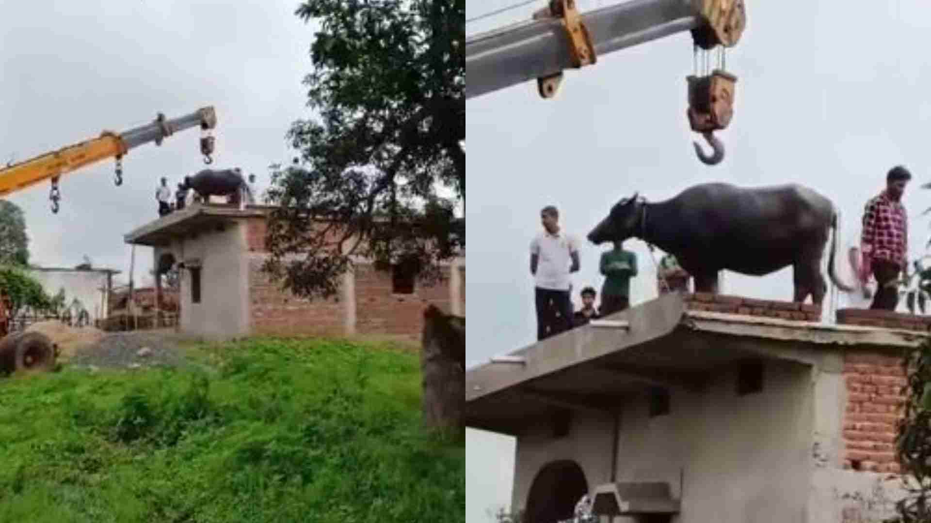 छत पर चढ़ी भैंस।