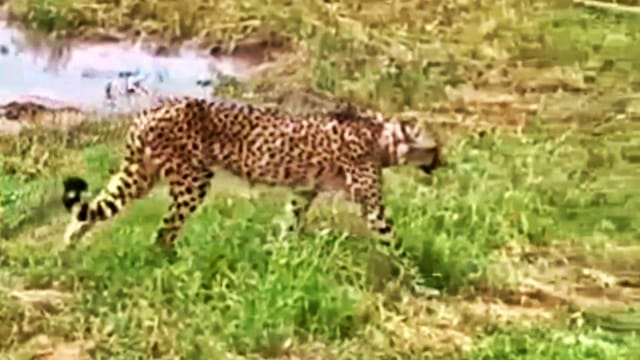 कूनो में नामीबियाई मादा चीता नाभा की मौत