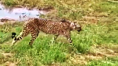 MP Kuno Cheetah Death: Namibian Female Cheetah Nabha Dies Due to Injury During Hunt Attempt