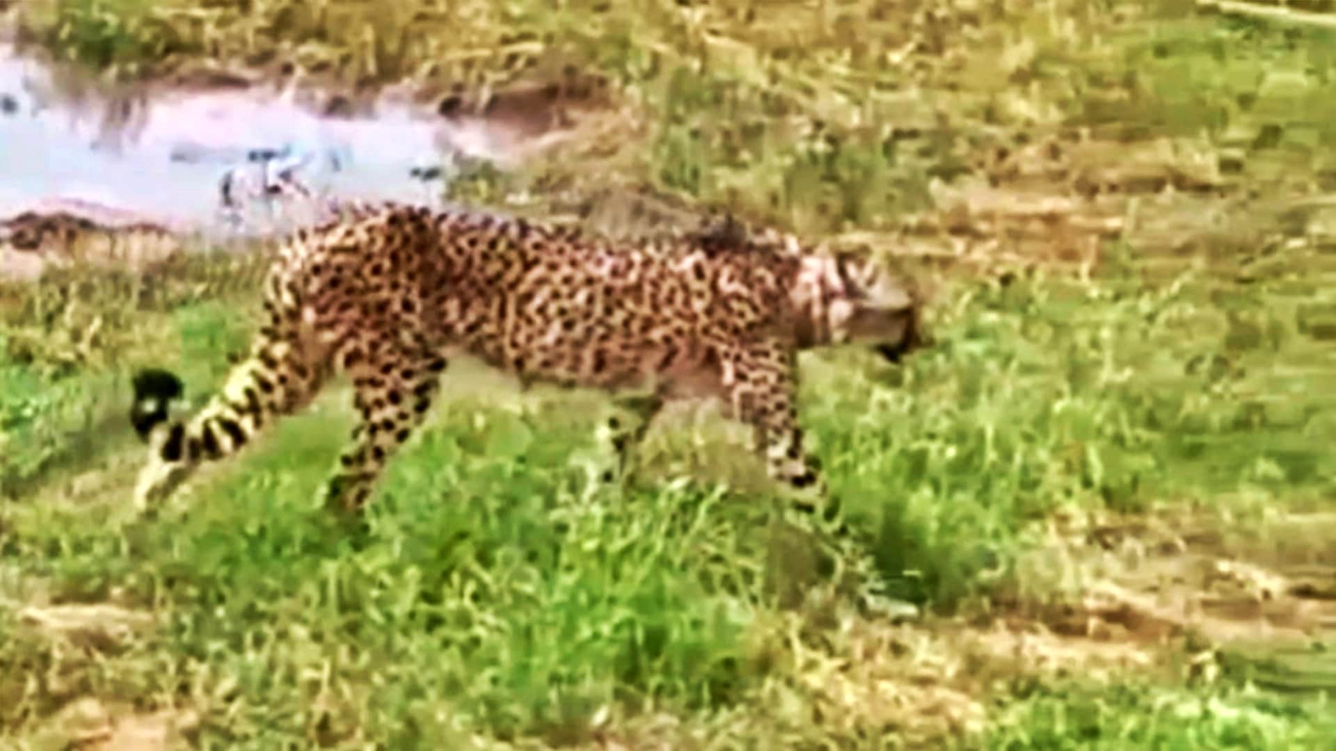 कूनो में नामीबियाई मादा चीता नाभा की मौत