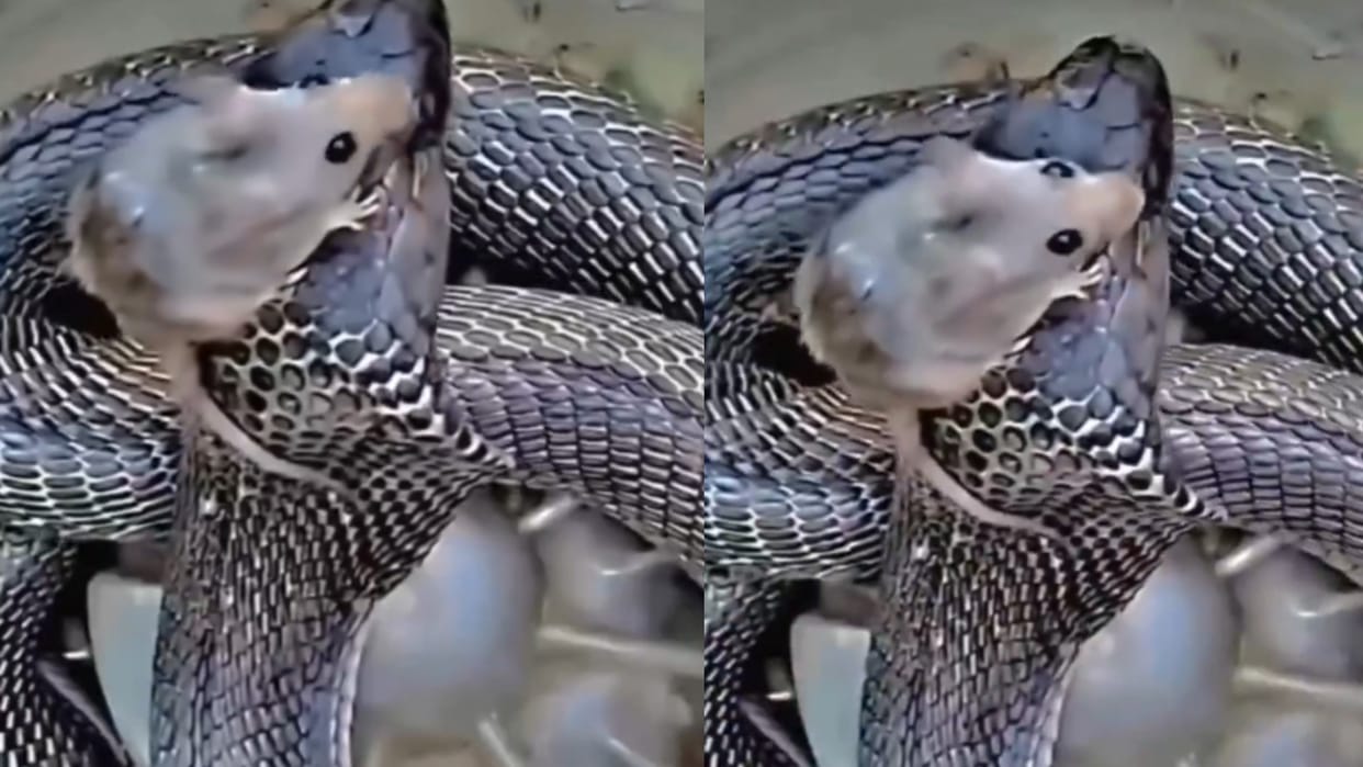 rat save his life sitting on cobra snake watch viral video Saanp Ka Video