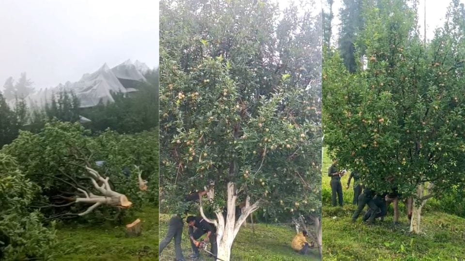 Forest department took major action against illegal encroachments in Chaithala of Kotkhai and cut down apple