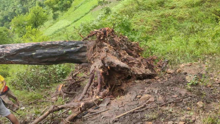 Tehri News: स्कूल से घर लौट रहे दो मासूम बच्चों के ऊपर गिरा पेड़, दर्दनाक मौत से परिवार में मचा कोहराम