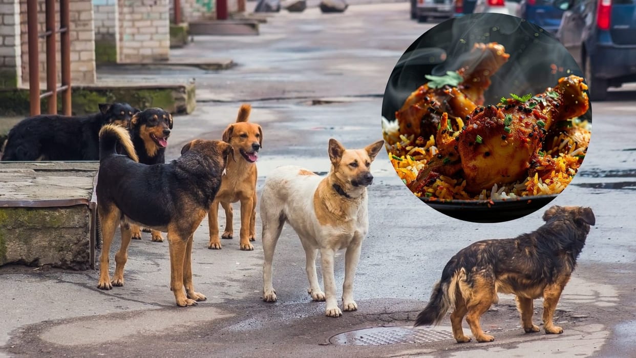 Zara Hatke bengaluru bbmp to serve high calorie food chicken biryani to stray dogs karnataka government