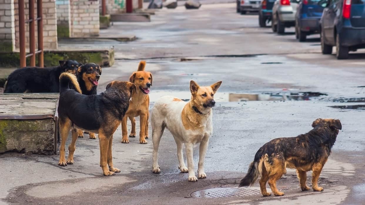 Khanna Stray dogs kill laborer heading towards fields