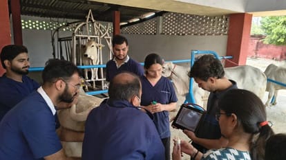 IVRI got success in transplanting test tube embryo into womb of surrogate cow and buffalo
