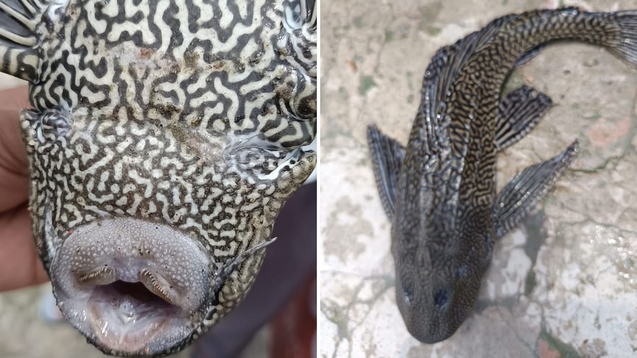Pleco Fish After Bhadohi unique fish found in Varanasi four eyes and strange mouth became topic of discussion