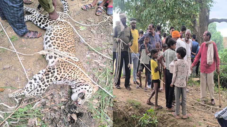 UP: Leopard found dead in a dry well in Balai forest