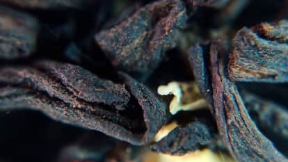 ब्लैक फंगस (सांकेतिक)