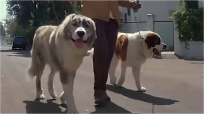 Jungle Movie Silver jubilee: Fardeen Khan Urmila Matondkar Sushant Singh Suniel Shetty Movie Completed 25 Year