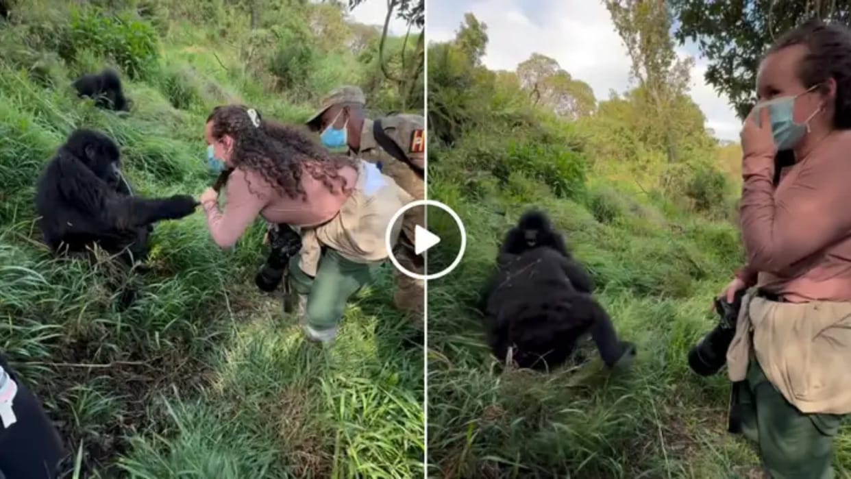 Gorilla Pulls Woman Hair Beaten By Jealous Mate Hilarious Video Goes Viral Internet Reacts