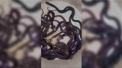 जमीन से निकले कोबरा सांप।