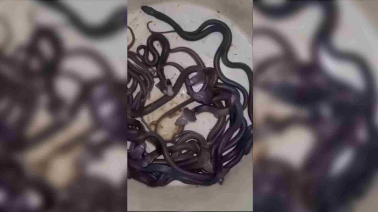 Mandsaur News: A tribe of cobra snakes came out of a hut in Mandsaur