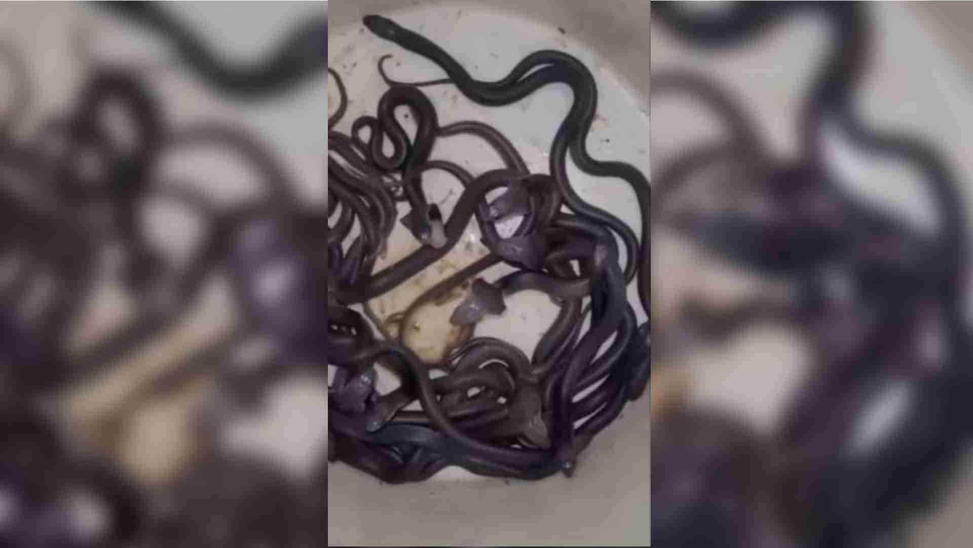 जमीन से निकले कोबरा सांप।