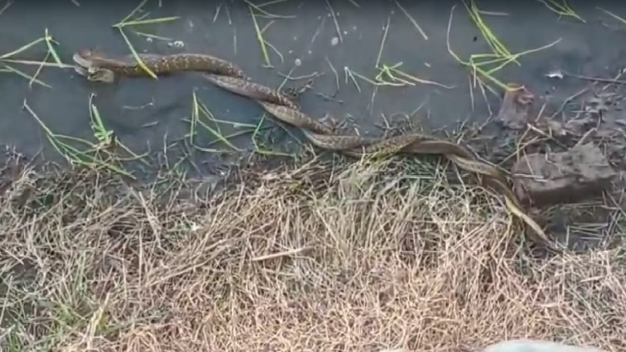 Crowds of people gathered to see milan of snakes in month of Saavan