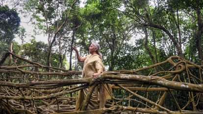 Sitharaman backs Meghalaya's efforts to get UNESCO recognition for living root bridges