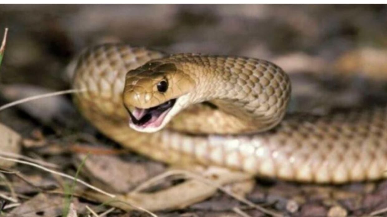 Himachal 14-year-old girl died due to snake bite incident in ropdi village of bilaspur district