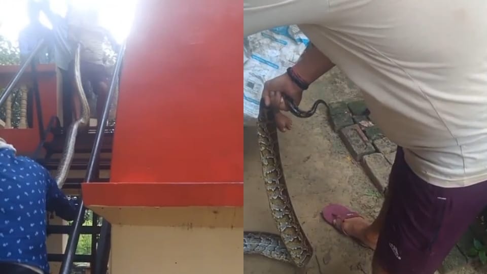 A 12 foot long python was found in the temple of Dhakpura village in Khurja