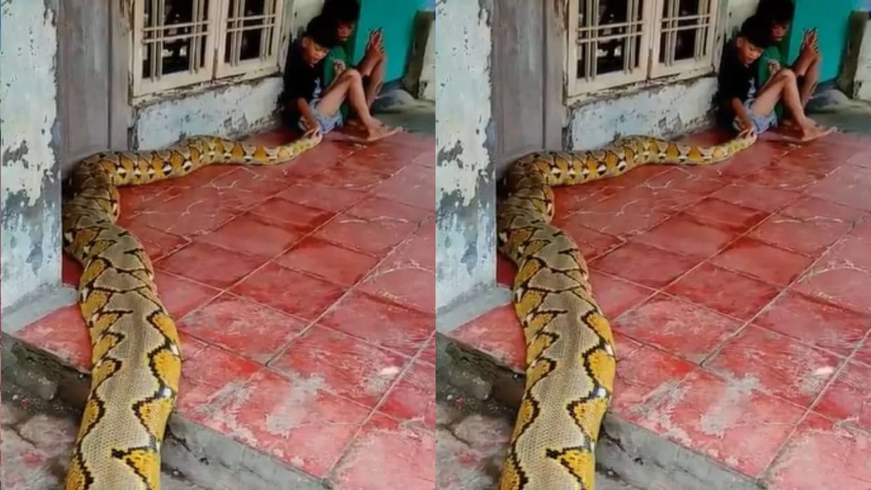 A poisonous python crawled towards the children the boys were not scared and started playing Video Viral
