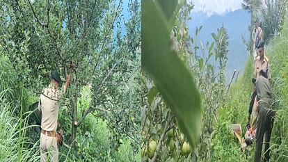 hp govt will go to the Supreme Court against the decision to cut apple trees, CM Sukhu called a meeting
