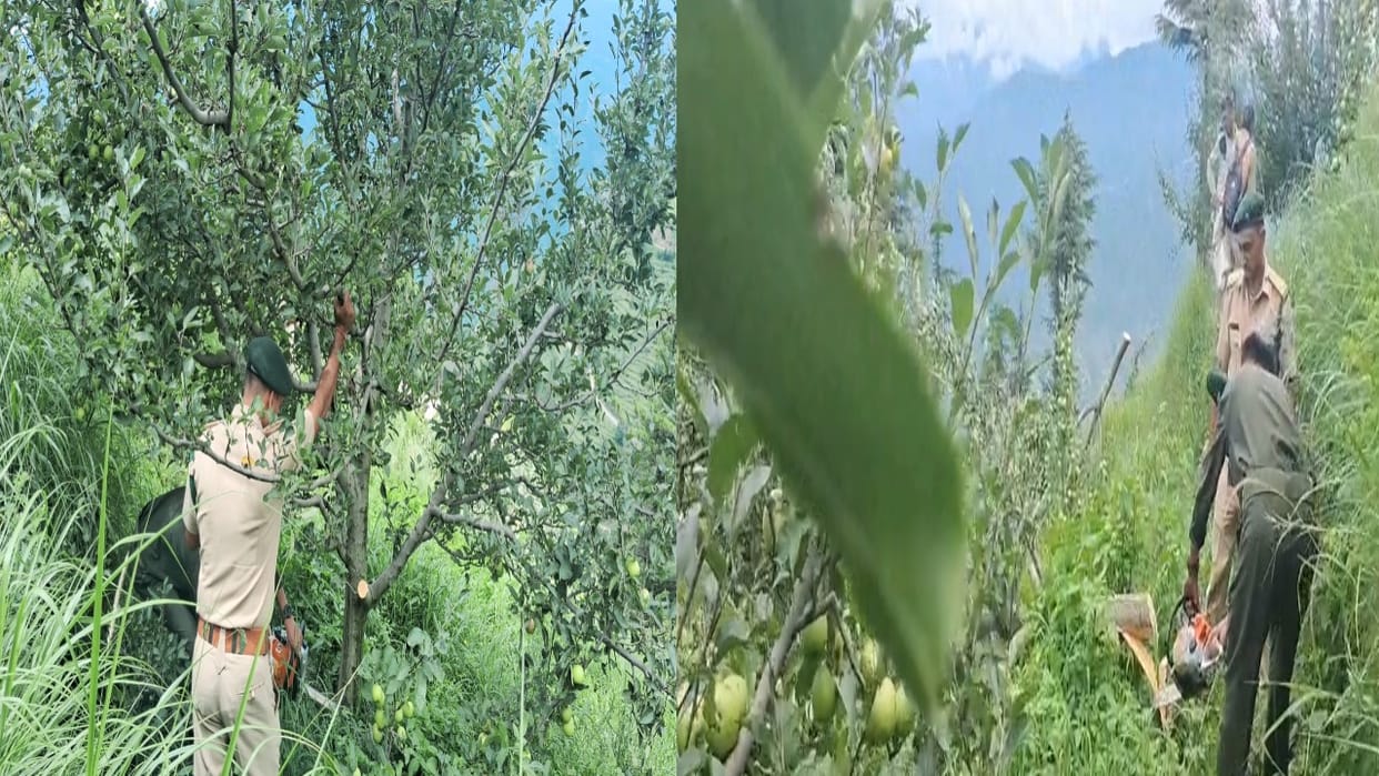 hp govt will go to the Supreme Court against the decision to cut apple trees, CM Sukhu called a meeting
