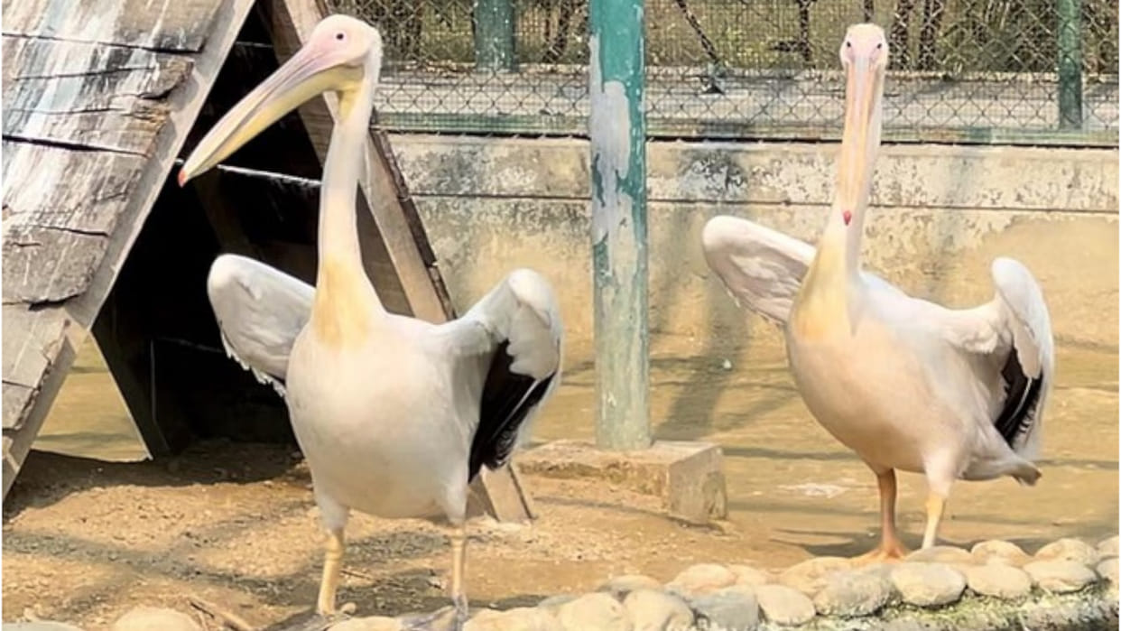 Rosy Pelkin and Hyena family will increase in Gorakhpur Zoo, more wild animals will come