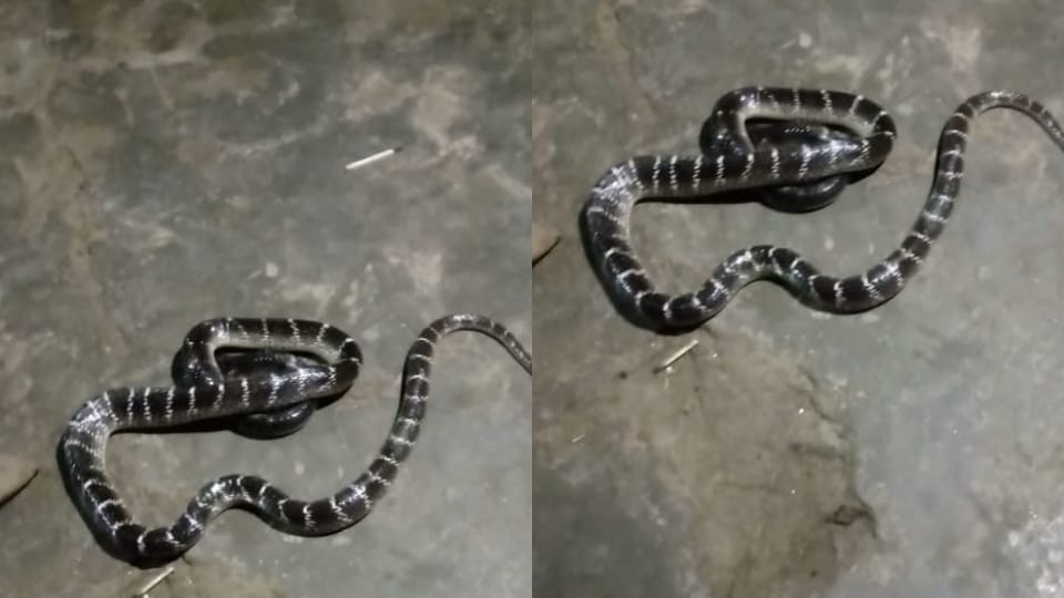 In Mathura a serpent bit three people one died and two survived